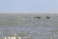Several black ducks fly above the sea surface on a sunny day