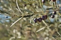 Several black olives in small bunches hanging from the branch of an olive tree. Concept oil, food, fruits, Mediterranean diet Royalty Free Stock Photo