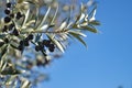 Several black olives in small bunches hanging from the branch of an olive tree. Concept oil, food, fruits, Mediterranean diet Royalty Free Stock Photo