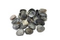 Several black seashells