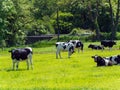 Several black and white heifers on a green pasture on a sunny spring day. Farm cows on free grazing. Agricultural landscape. Black Royalty Free Stock Photo