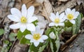 Several Bloodroot Flowers in Bloom Royalty Free Stock Photo