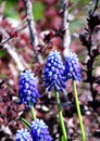 Several blooming crocus flowers in the garden shot with blur background Royalty Free Stock Photo