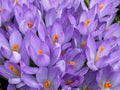 Several blooming purple and yellow crocuses heralding spring Royalty Free Stock Photo