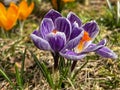 Several blooming purple and yellow crocuses heralding spring Royalty Free Stock Photo