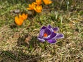 Several blooming purple and yellow crocuses heralding spring Royalty Free Stock Photo