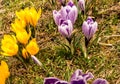 Several blooming purple and yellow crocuses heralding spring Royalty Free Stock Photo