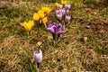 Several blooming purple and yellow crocuses heralding spring Royalty Free Stock Photo