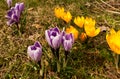 Several blooming purple and yellow crocuses heralding spring Royalty Free Stock Photo