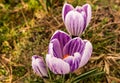 Several blooming purple and yellow crocuses heralding spring Royalty Free Stock Photo