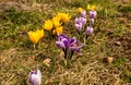 Several blooming purple and yellow crocuses heralding spring Royalty Free Stock Photo