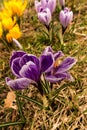 Several blooming purple and yellow crocuses heralding spring Royalty Free Stock Photo
