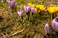 Several blooming purple and yellow crocuses heralding spring Royalty Free Stock Photo