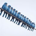 Several blue birds sitting on telegraph wire