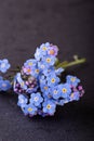 Several blue blooms and purple buds of Myosotis forget-me-not flower