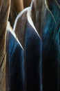 Several blue, green and brown detailed duck feathers summetrically located with natural shine