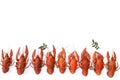 Several boiled crawfish isolated on white. top view. Flat lay Royalty Free Stock Photo