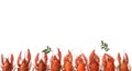 Several boiled crawfish isolated on white. top view. Flat lay Royalty Free Stock Photo