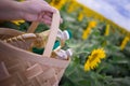 Several bottles of golden sunflower oil in a wicker basket against the background of a field of blooming sunflowers in a sunny cop Royalty Free Stock Photo