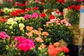 Several bouquets of carnation ready for sale in a street flower market Royalty Free Stock Photo