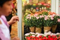 Several bouquets of carnation ready for sale in a street flower market Royalty Free Stock Photo