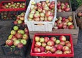 Several boxes with ripe apples