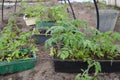 Several boxes of tomato seedlings stand on the ground in the greenhouse. They will be planted