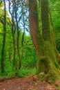 Several boxwood trees near big trunk