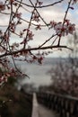 Blooming twigs of cherry on the background of the sea Royalty Free Stock Photo