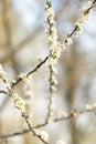 Several branches of cherry blossoms in white with soft blur overlaping during spring