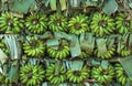 Green bananas on the branches