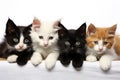 several breeds of kittens laying together Royalty Free Stock Photo