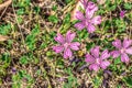 Several bright mauve-purple Malva sylvestris flowers