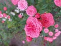 Several bright pink roses on a natural background Royalty Free Stock Photo