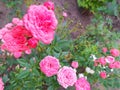 Several bright pink roses on a natural background Royalty Free Stock Photo