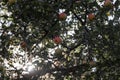 Several bright red apples in green foliage. Apple tree with ripe fruit.