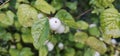 Several bright white common snowberries (Symphoricarpos albus) hang on a branch