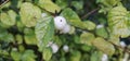 Several bright white common snowberries (Symphoricarpos albus) hang on a branch