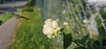 Several bright white common snowberries (Symphoricarpos albus) hang on a branch