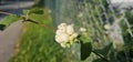 Several bright white common snowberries (Symphoricarpos albus) hang on a branch