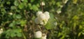 Several bright white common snowberries (Symphoricarpos albus) hang on a branch