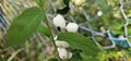 Several bright white common snowberries (Symphoricarpos albus) hang on a branch