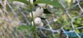 Several bright white common snowberries (Symphoricarpos albus) hang on a branch