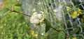 Several bright white common snowberries (Symphoricarpos albus) hang on a branch