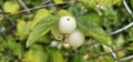 Several bright white common snowberries (Symphoricarpos albus) hang on a branch