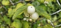 Several bright white common snowberries (Symphoricarpos albus) hang on a branch