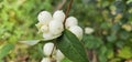 Several bright white common snowberries (Symphoricarpos albus) hang on a branch