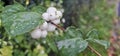 Several bright white common snowberries (Symphoricarpos albus) hang on a branch