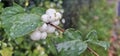 Several bright white common snowberries (Symphoricarpos albus) hang on a branch