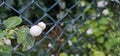 Several bright white common snowberries (Symphoricarpos albus) hang on a branch